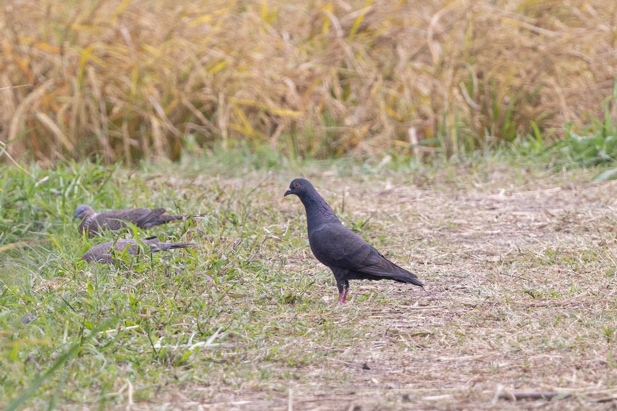 יונת בית - ML644516261