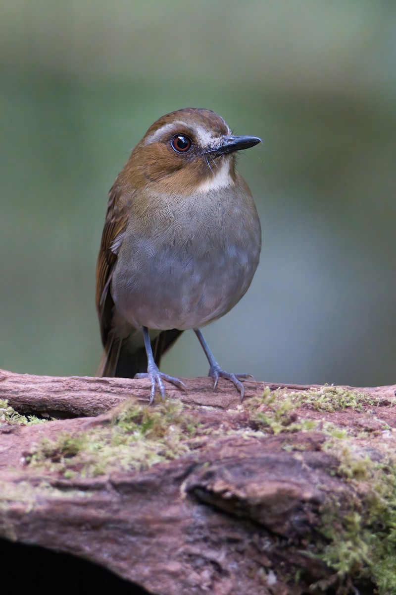 Eyebrowed Jungle Flycatcher - ML644516263