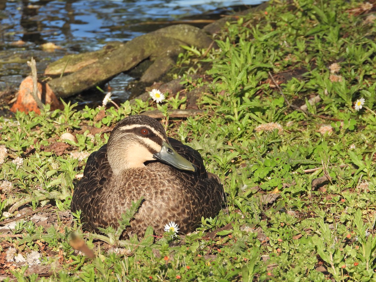 マミジロカルガモ - ML644516265