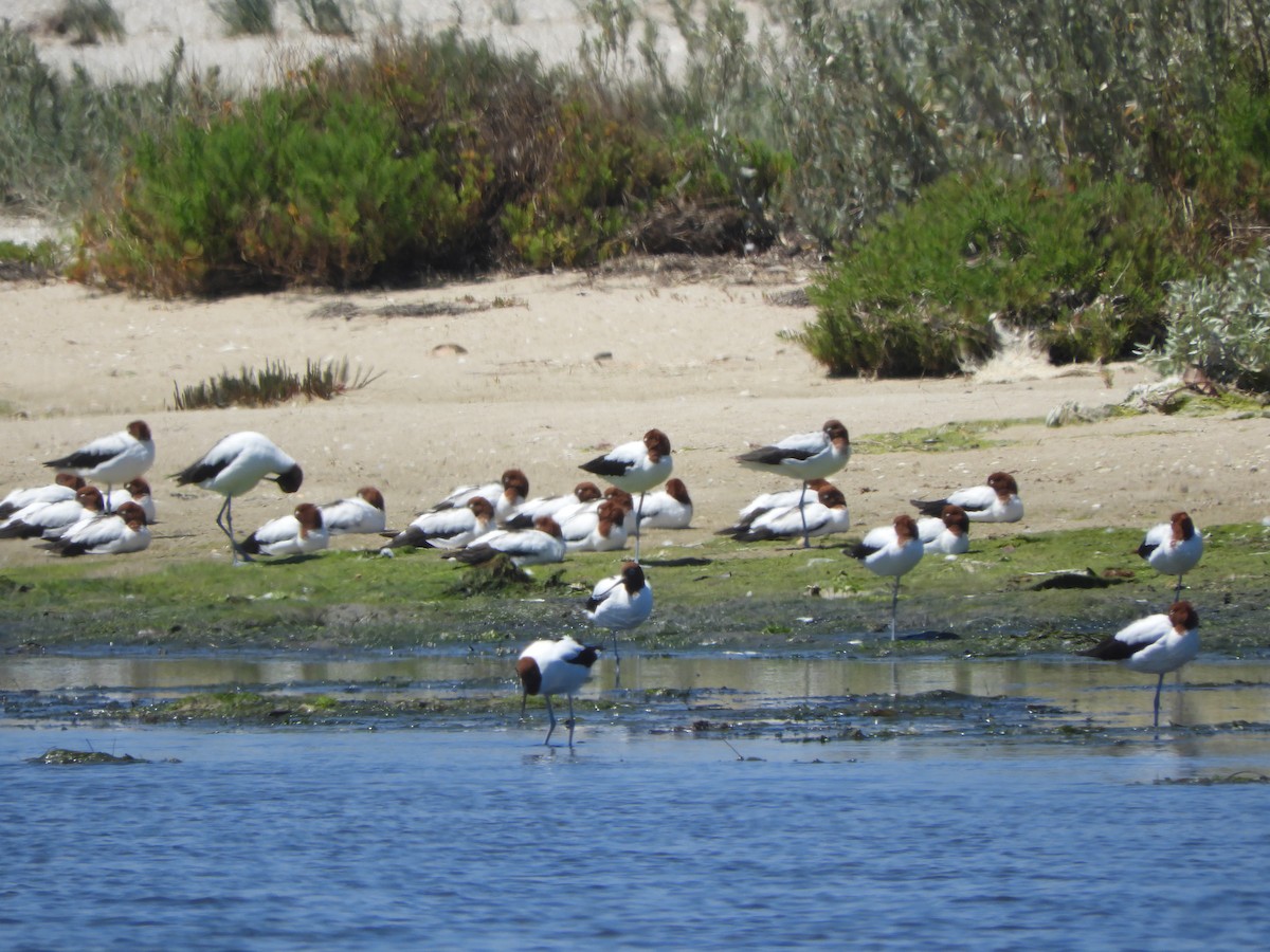 Чоботар австралійський - ML644516266