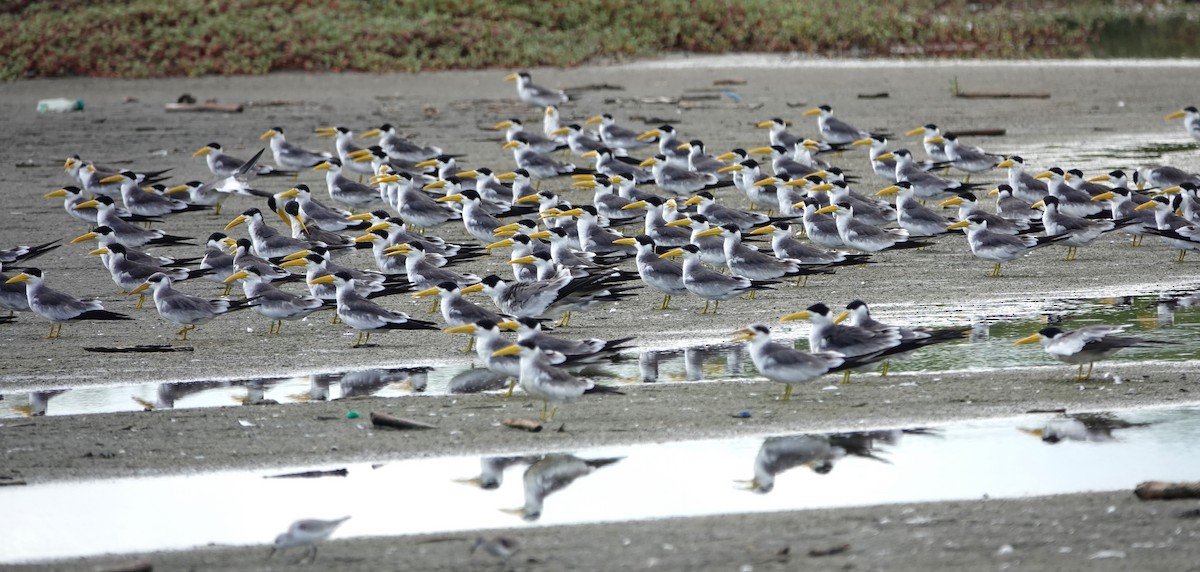 オオハシアジサシ - ML644516270