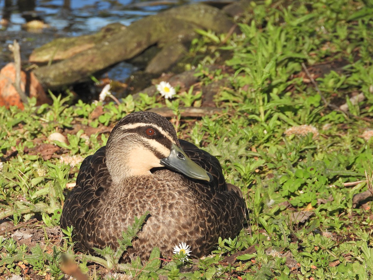 マミジロカルガモ - ML644516272