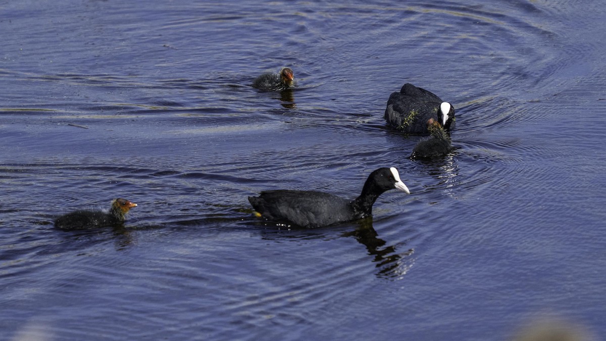 Kopetazuri arrunta - ML644516276