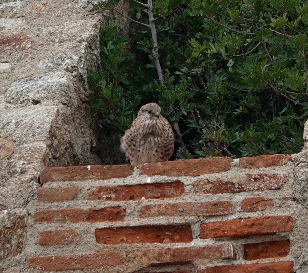 Пустельга - ML644516278