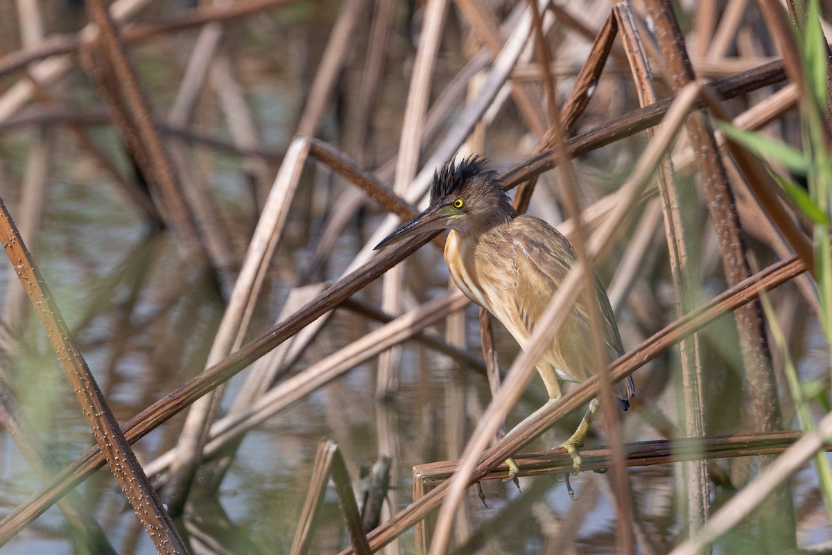 Blongios de Chine - ML644516280