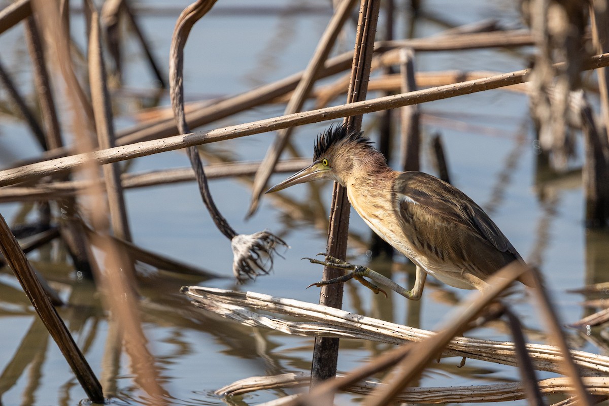 Blongios de Chine - ML644516281