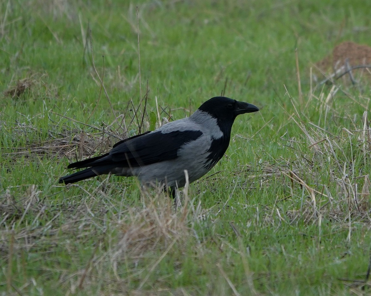 ズキンガラス - ML644516284