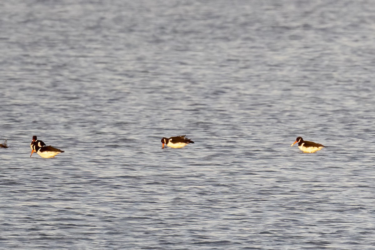 Eurasian Oystercatcher - ML644516290