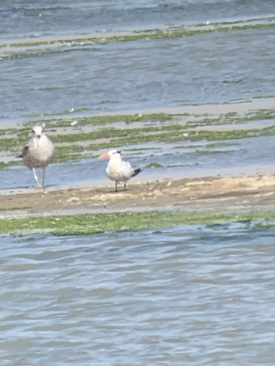 アフリカオオアジサシ - ML644516293