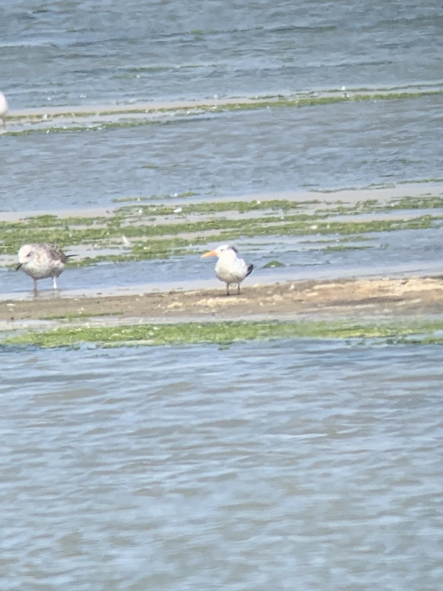 アフリカオオアジサシ - ML644516294