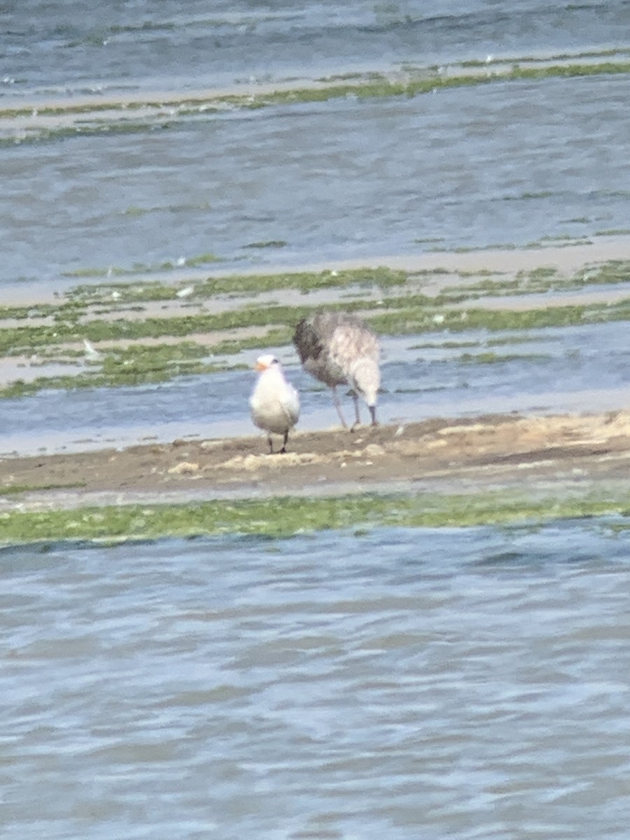 アフリカオオアジサシ - ML644516295