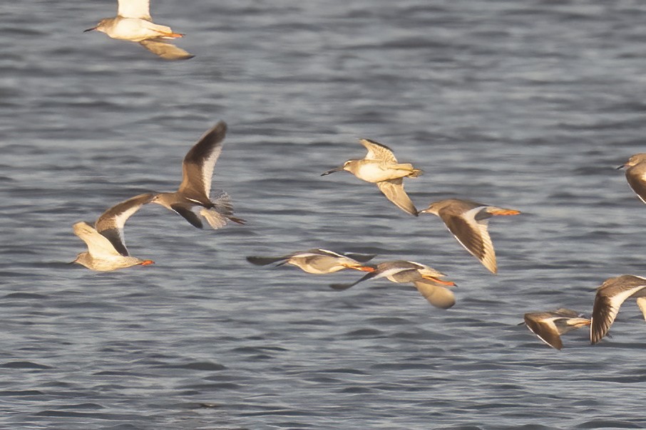 Long-billed Dowitcher - ML644516296