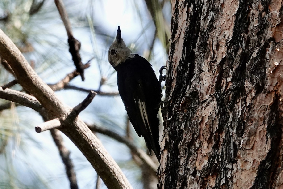 White-headed Woodpecker - ML644516298