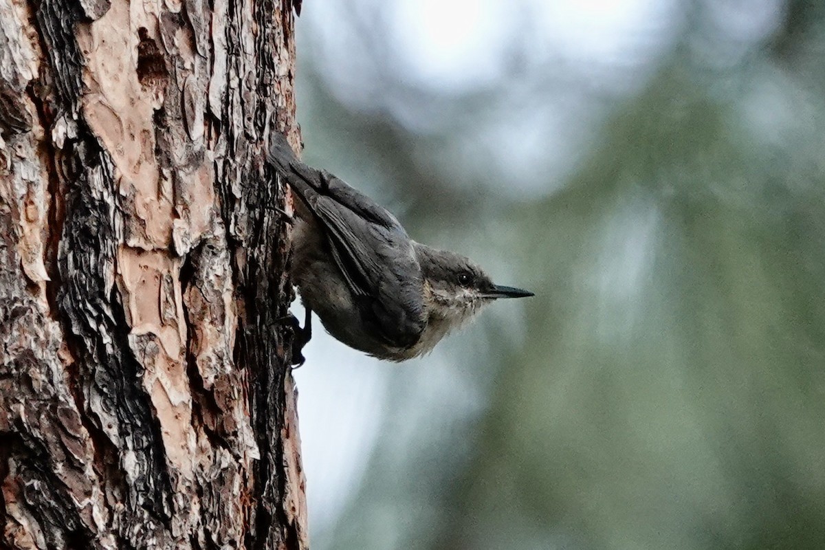 Pygmy Nuthatch - ML644516307