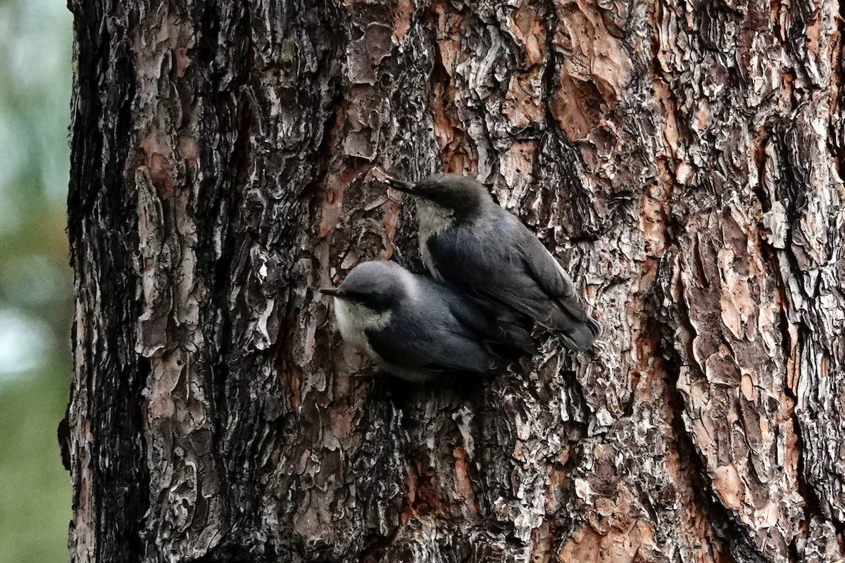 Pygmy Nuthatch - ML644516308