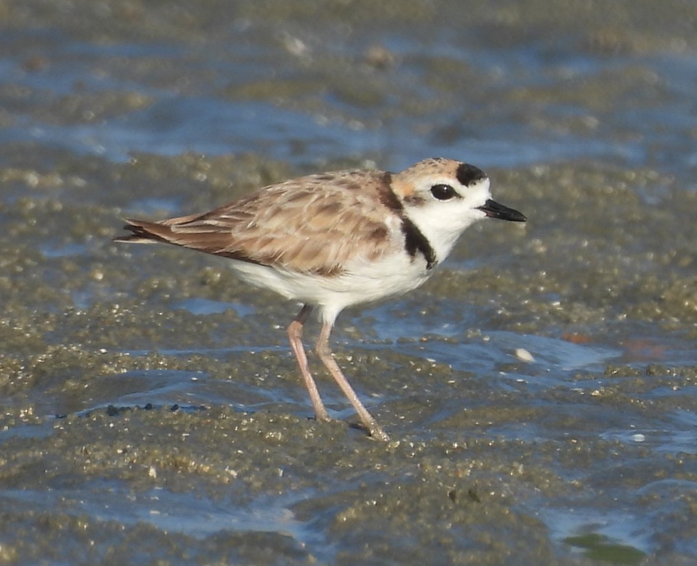 arkipello - ML644516309