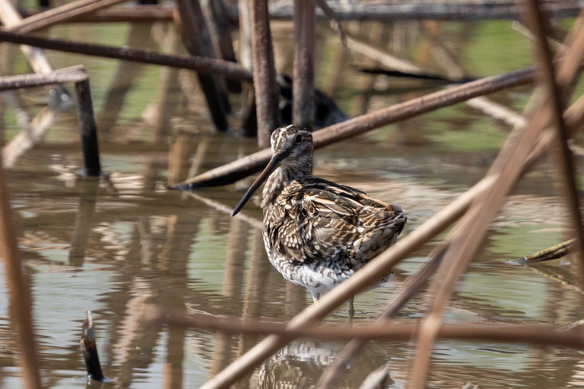 Шөвгөн хараалж - ML644516310