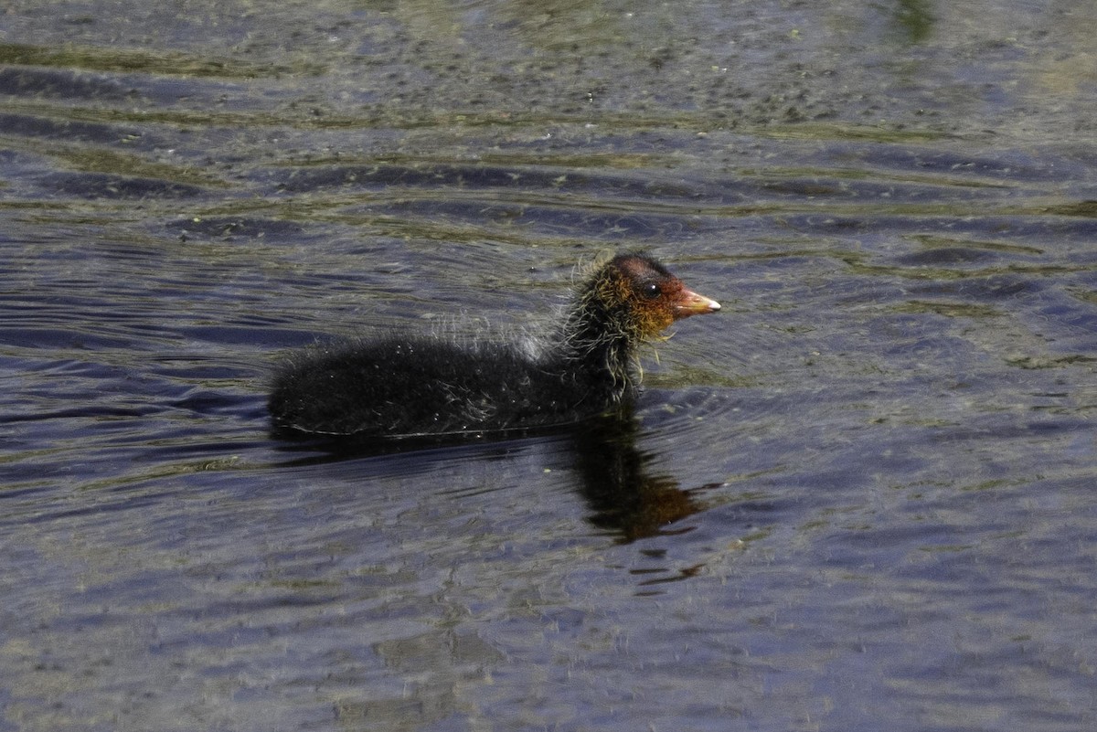 Kopetazuri arrunta - ML644516313