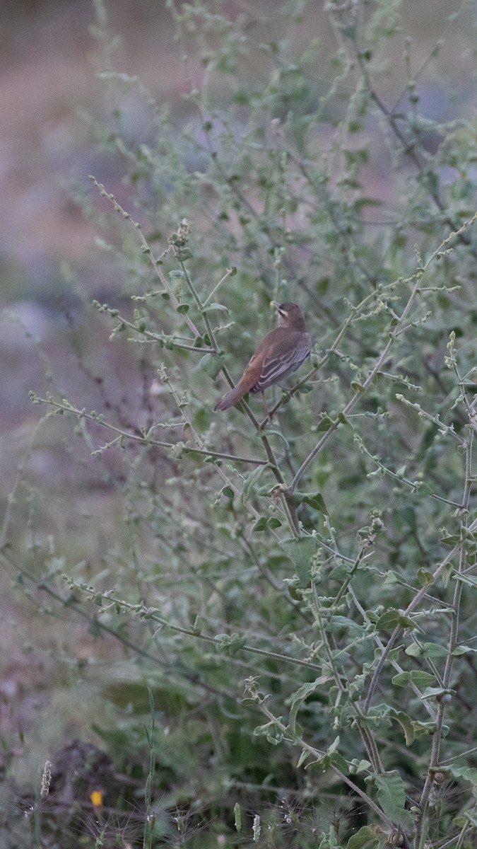Rufous-tailed Scrub-Robin - ML644516316