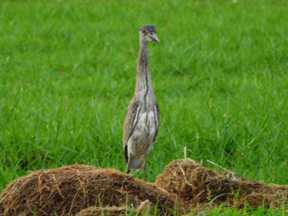 Yellow-crowned Night Heron - ML644516320