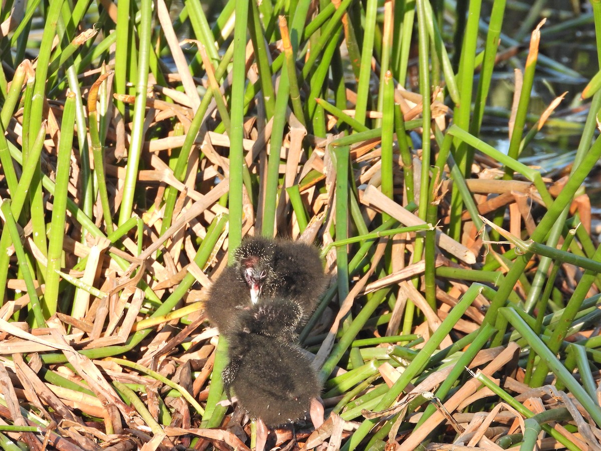 Султанка австралійська - ML644516323