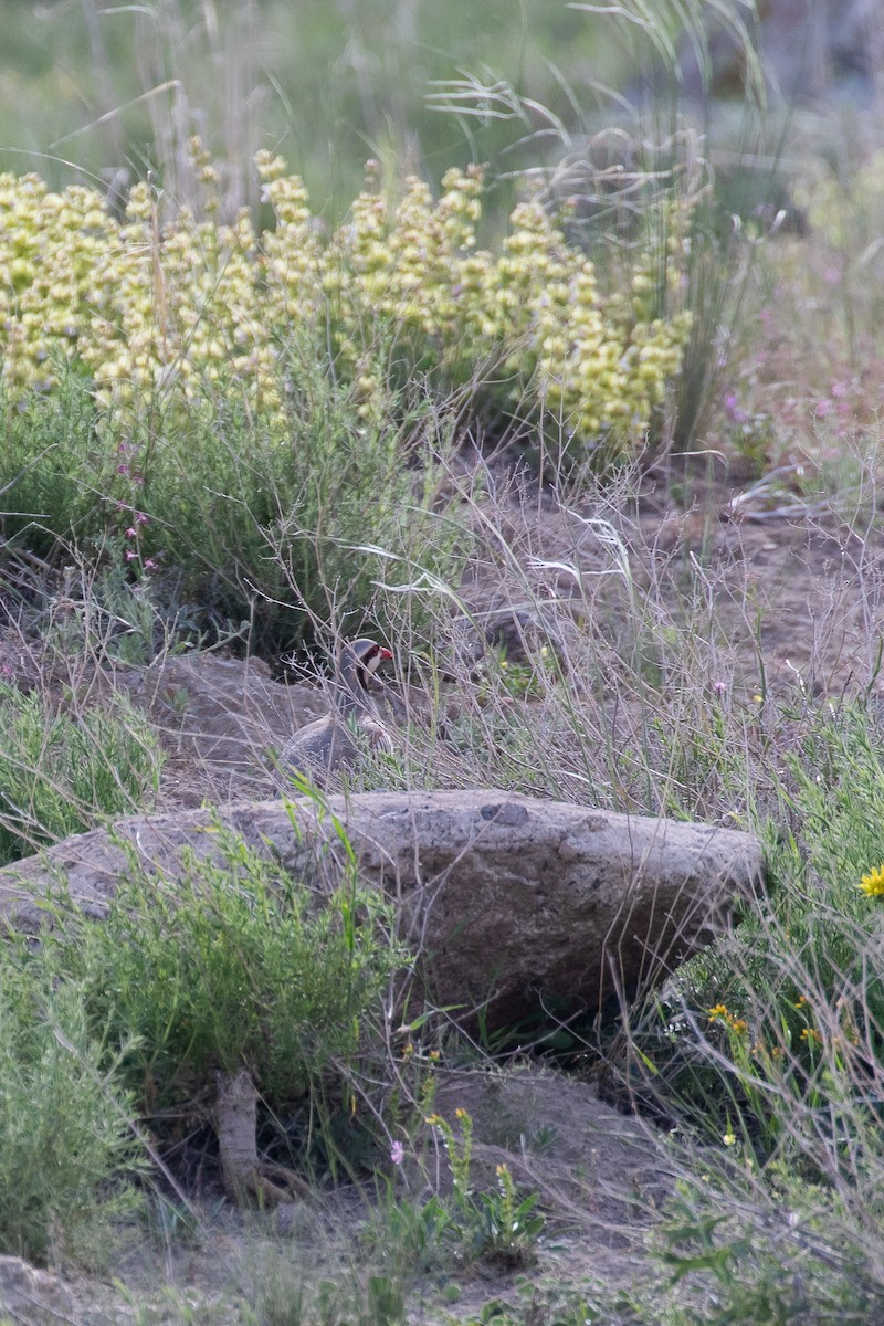 イワシャコ - ML644516334