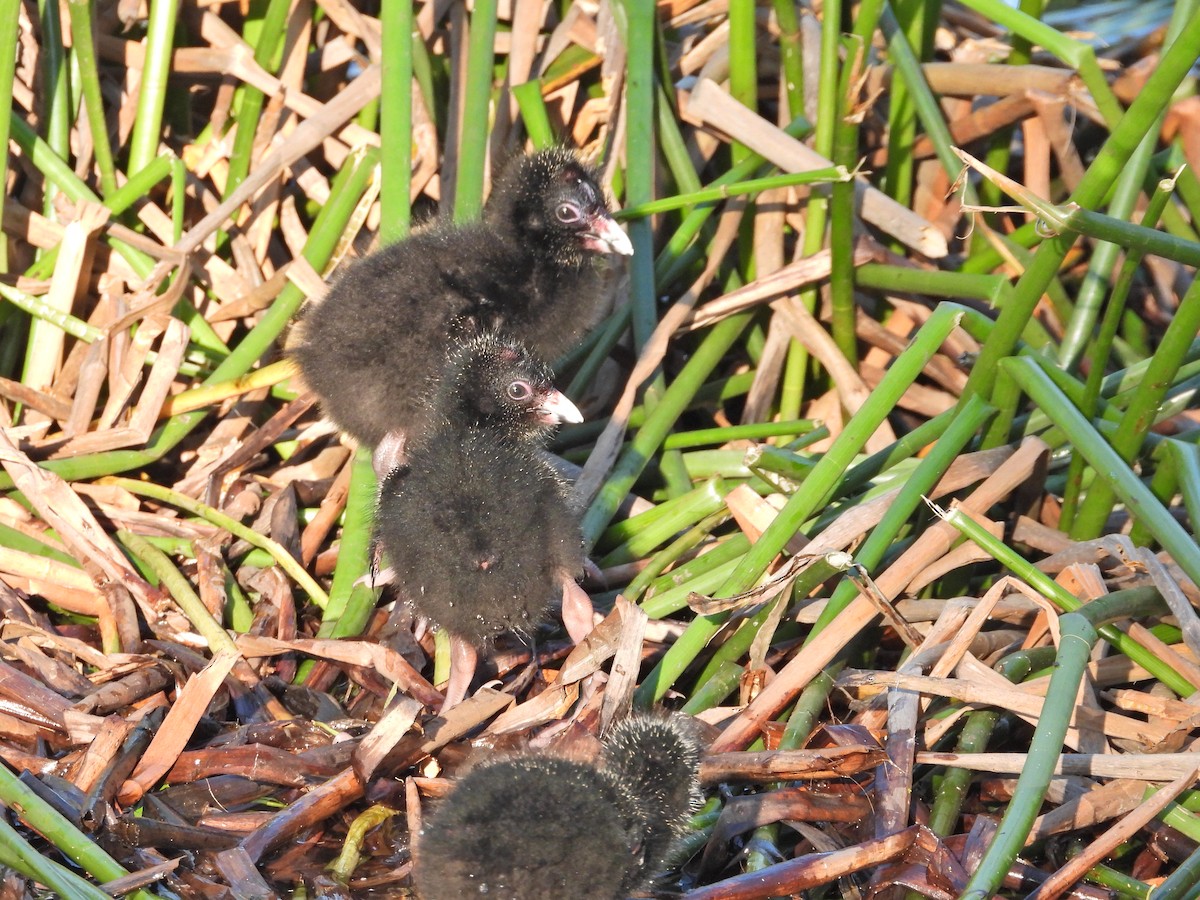 Султанка австралійська - ML644516335