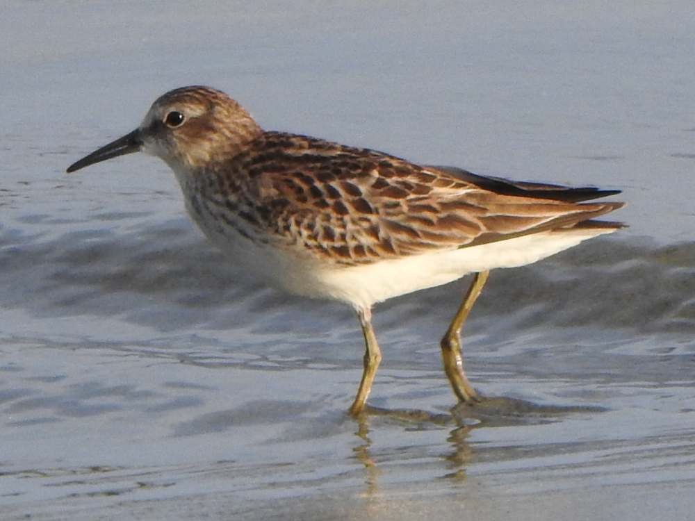 Least Sandpiper - ML644516336