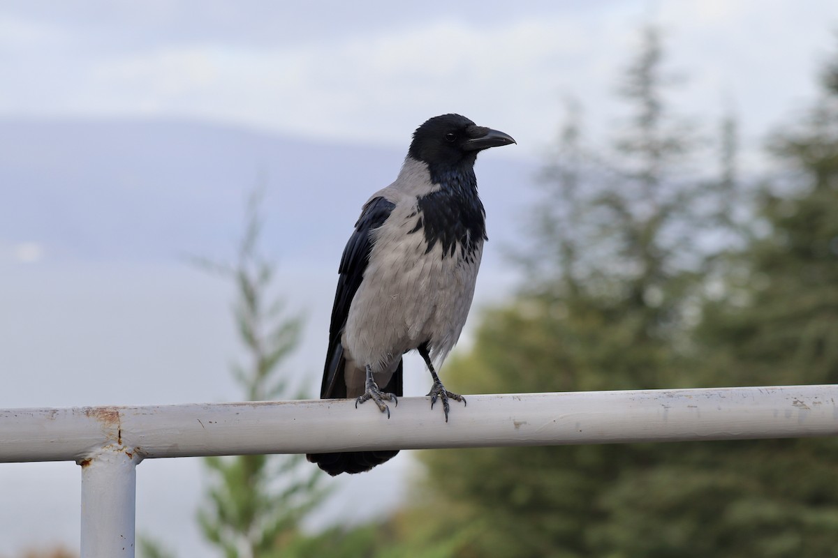 ズキンガラス - ML644516337