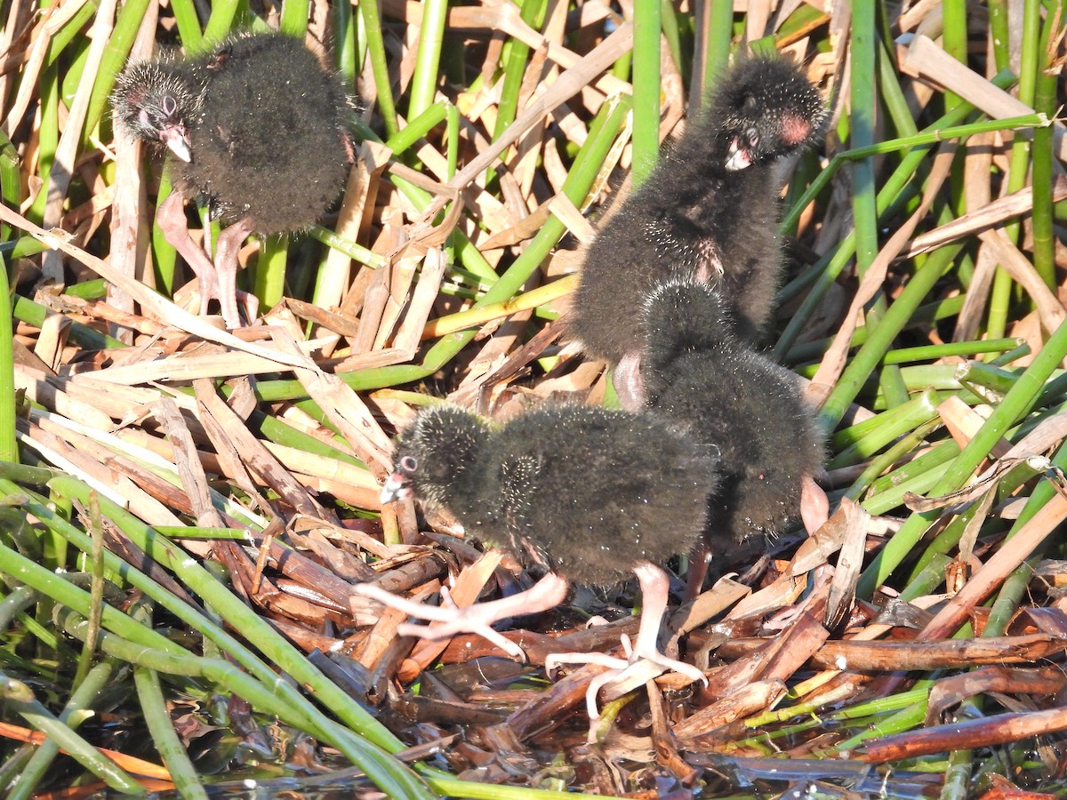 Султанка австралійська - ML644516339