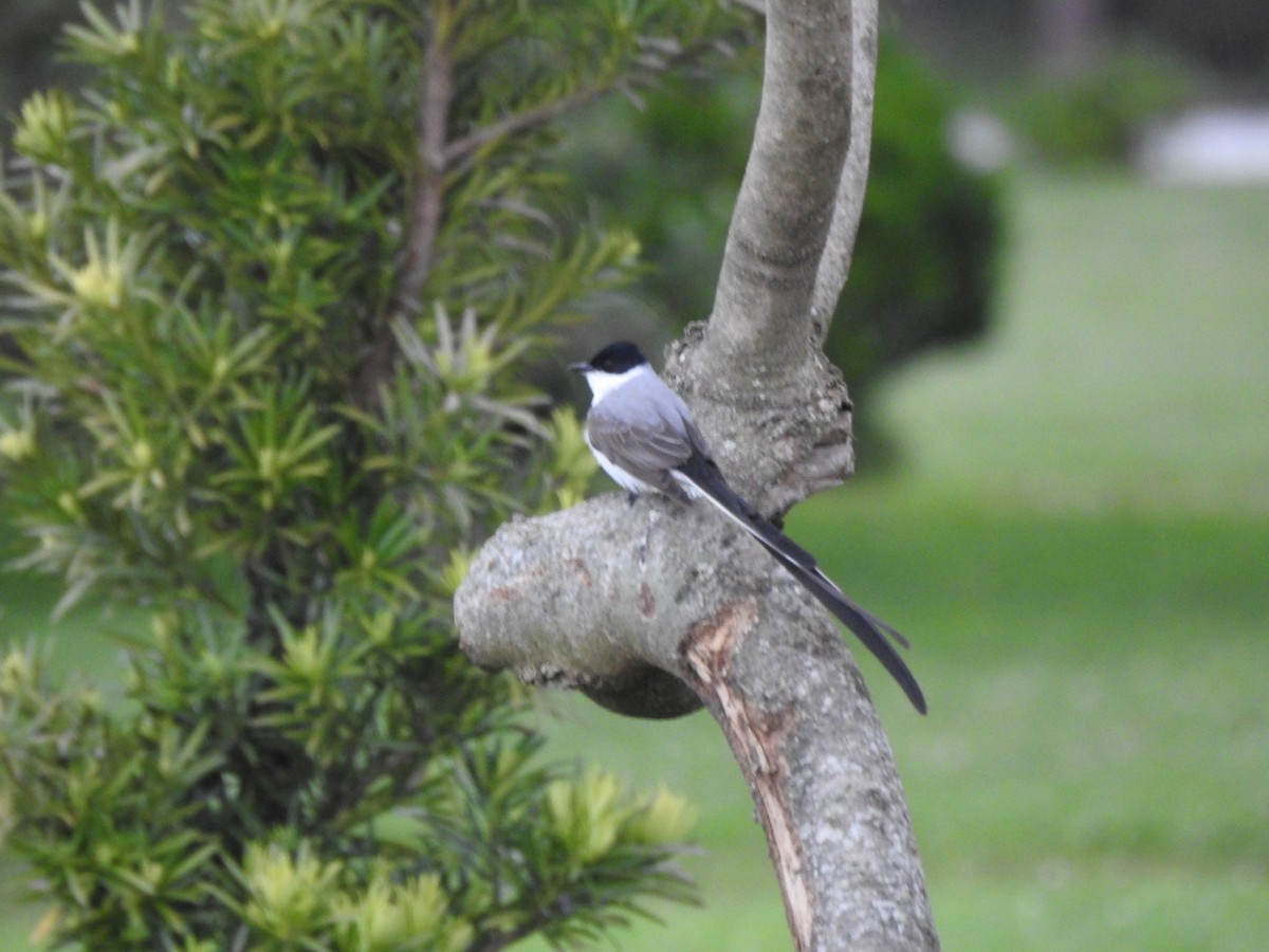 Fork-tailed Flycatcher - ML644516343
