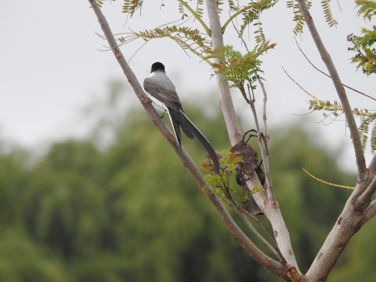 Fork-tailed Flycatcher - ML644516344