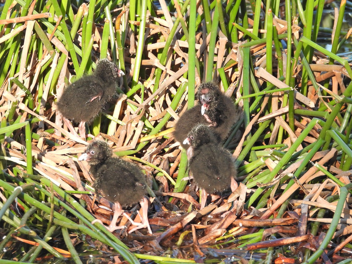 Султанка австралійська - ML644516362