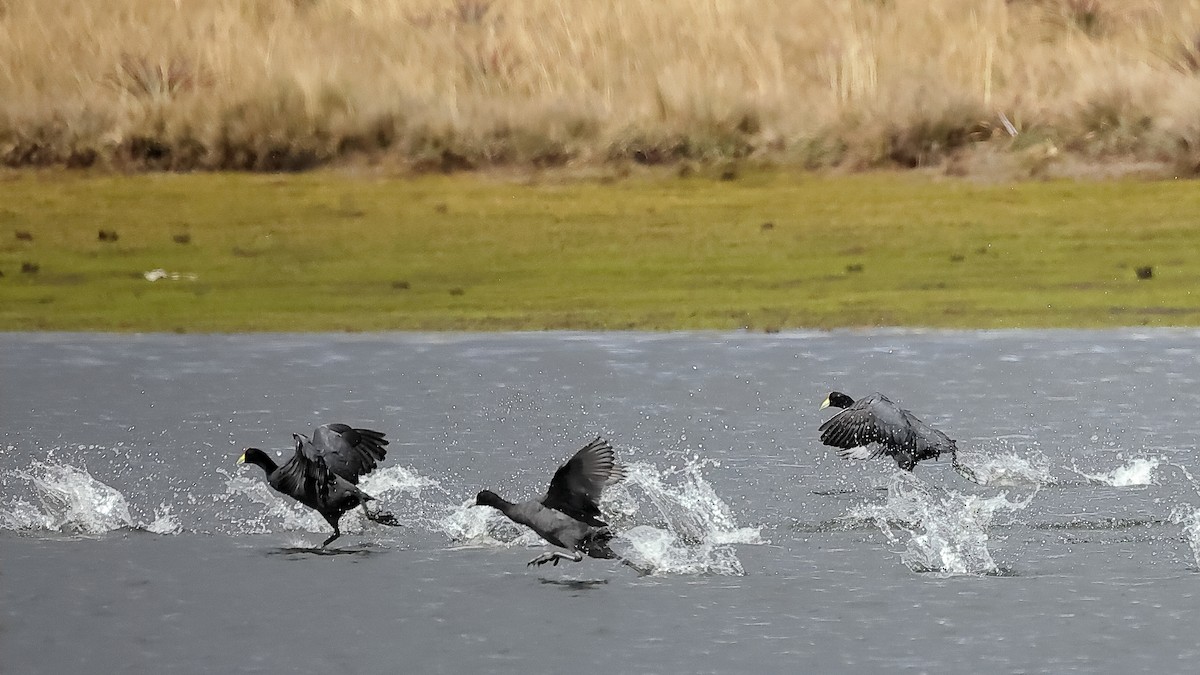 Slate-colored Coot - ML644516364