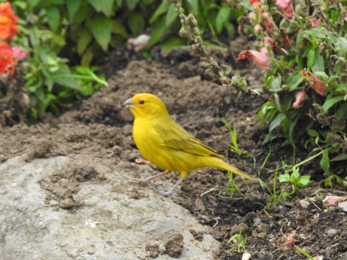 Saffron Finch - ML644516365