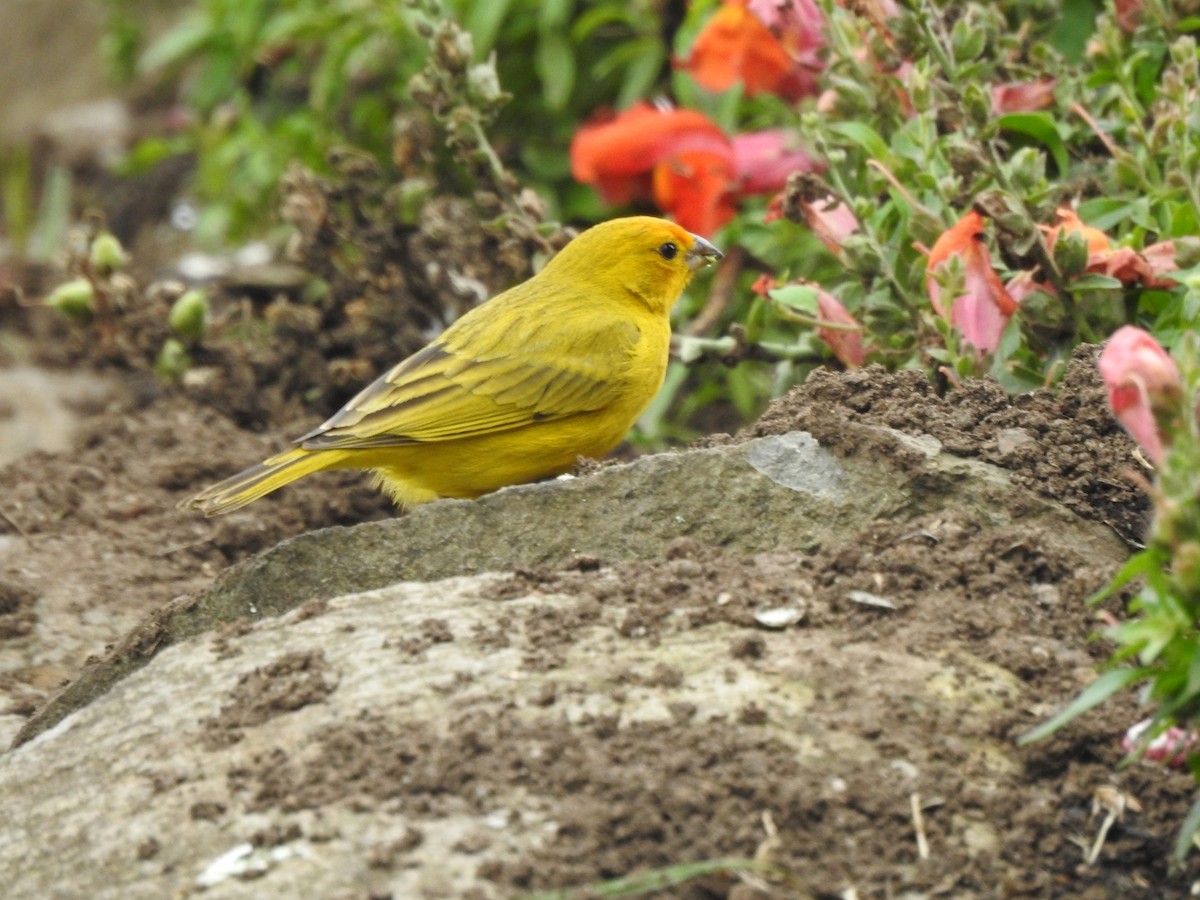 Saffron Finch - ML644516366