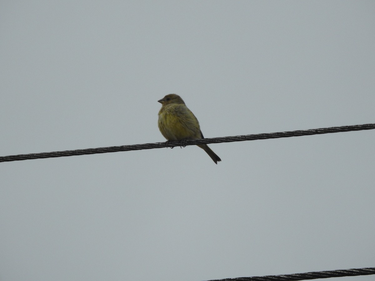 Saffron Finch - ML644516367
