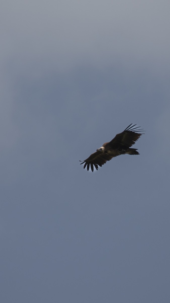 Buitre Negro - ML644516377