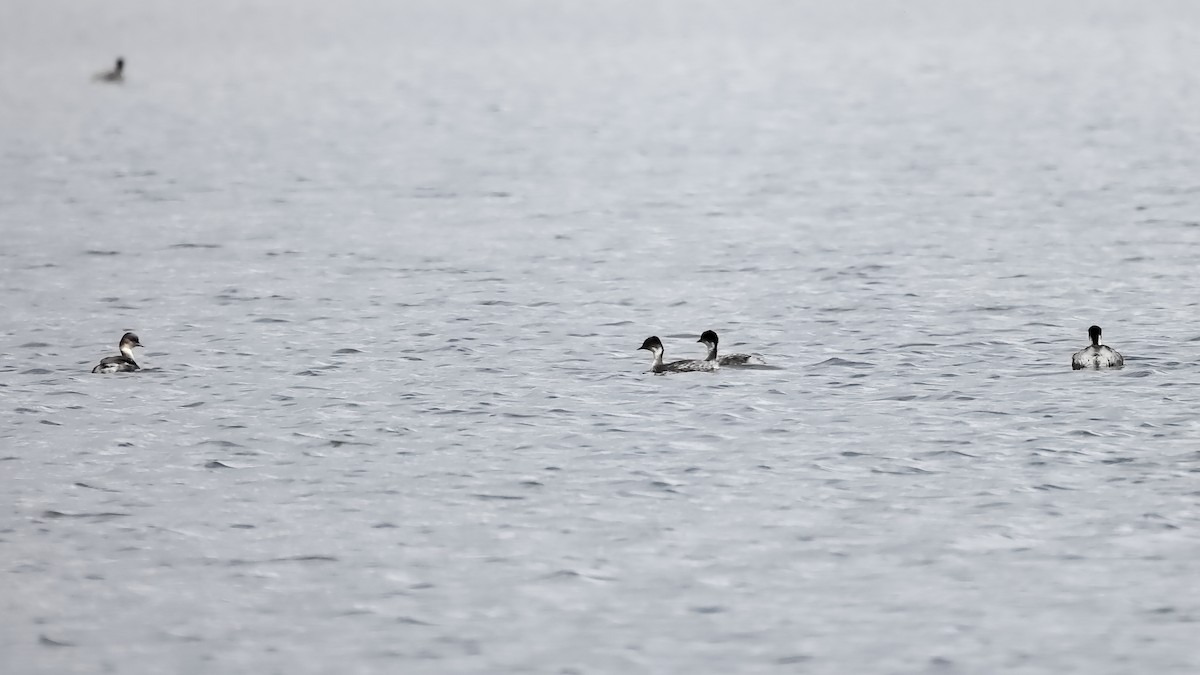 Silvery Grebe - ML644516382