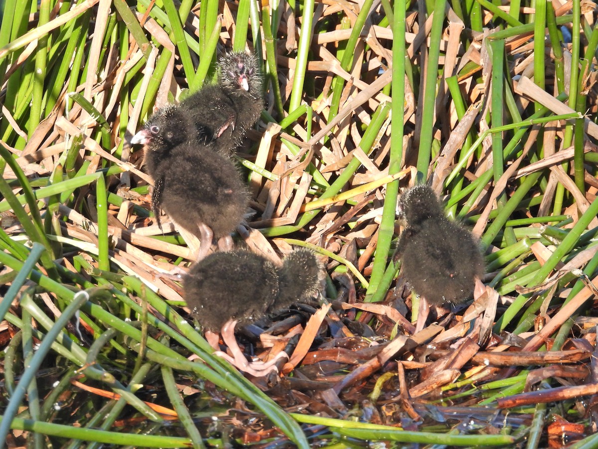 Султанка австралійська - ML644516393