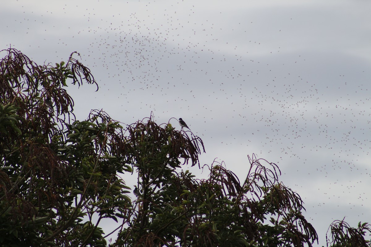 Tyran tritri - ML644516397