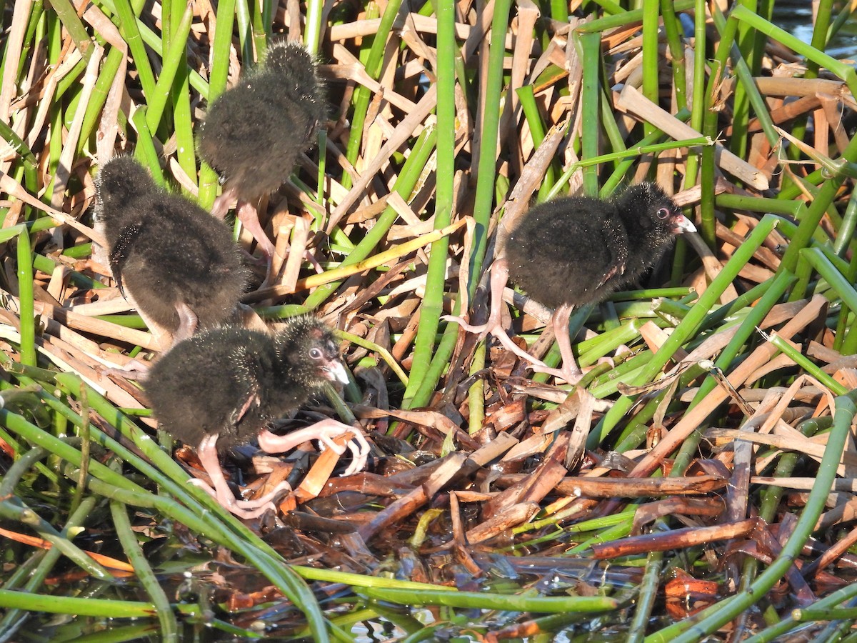 Султанка австралійська - ML644516398