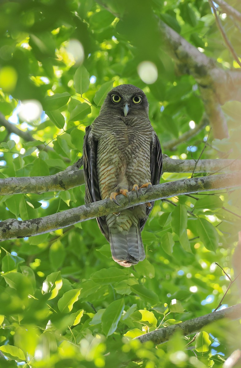 Kızıl Bubuk - ML644516400