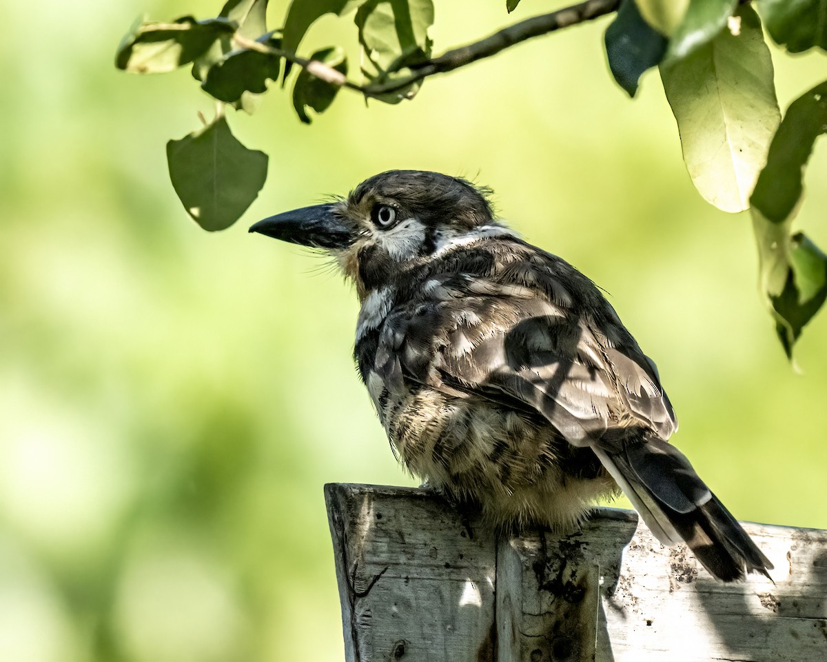 Russet-throated Puffbird - ML644516401