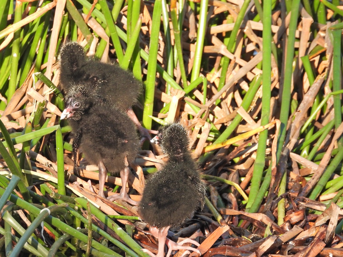 Султанка австралійська - ML644516402