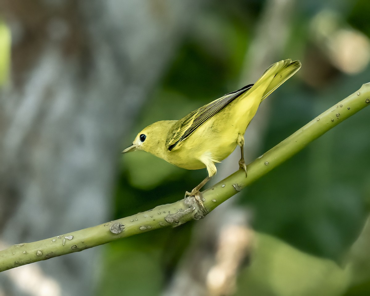 Northern/Mangrove Yellow Warbler - ML644516408