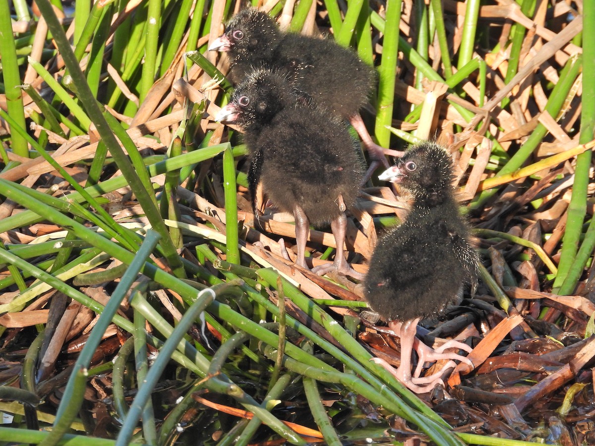 Султанка австралійська - ML644516418