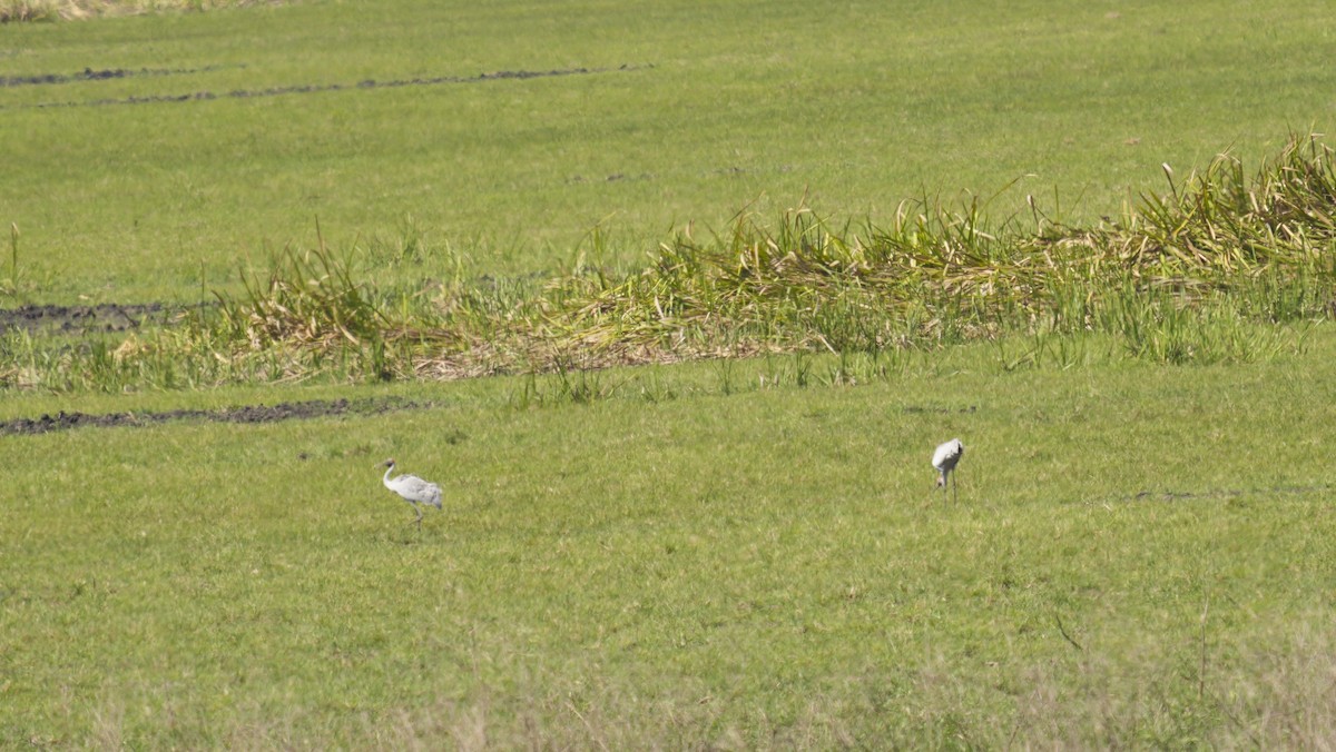 Brolga - ML644516429