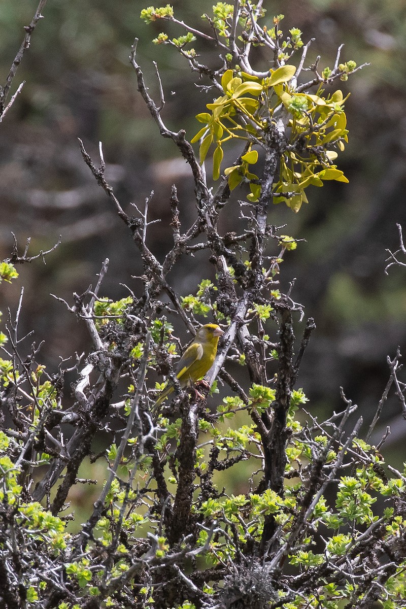 Verdone - ML644516430