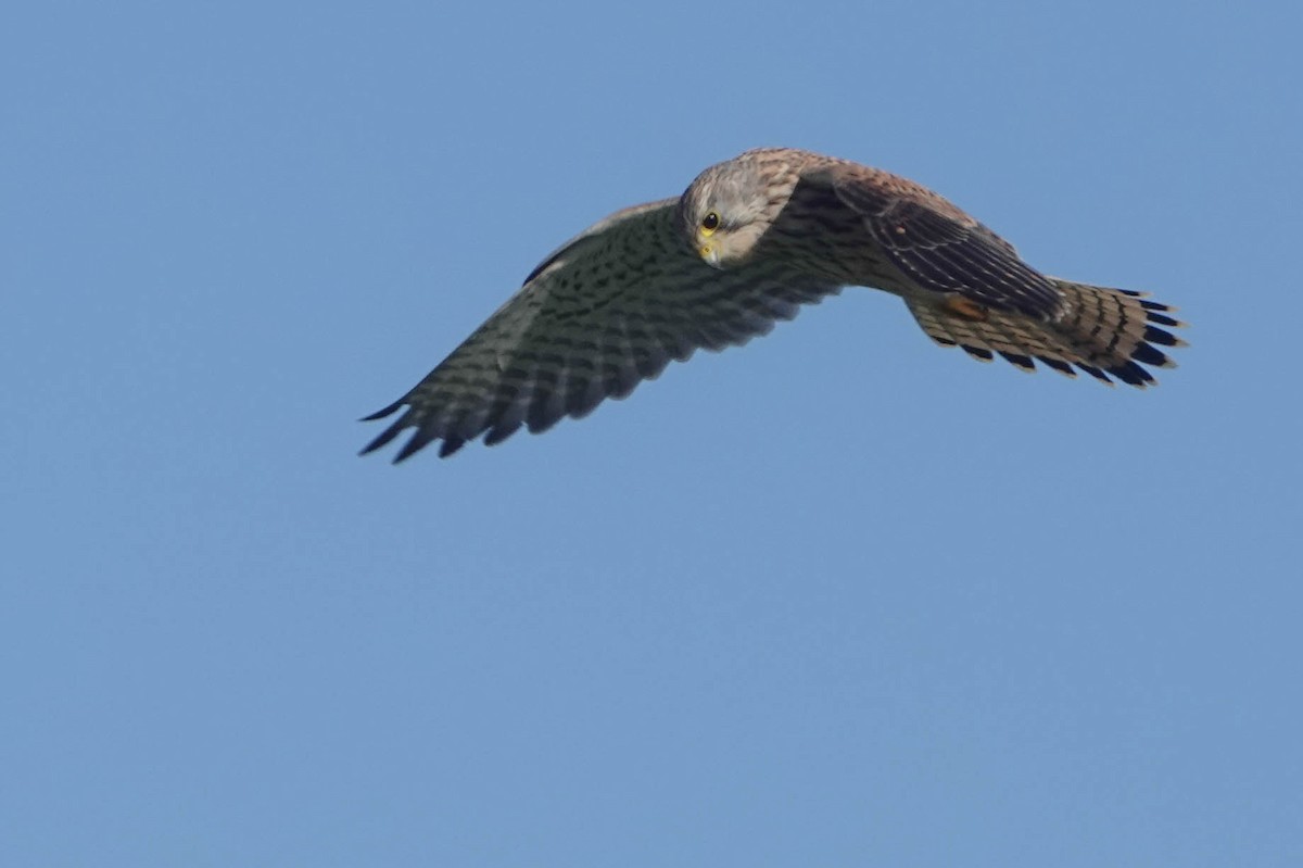 Пустельга - ML644516447